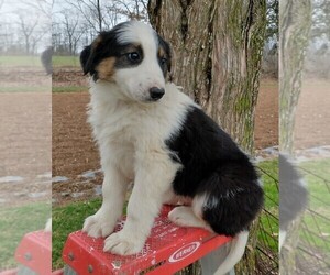 English Shepherd Puppy for sale in FREDERICKSBRG, PA, USA