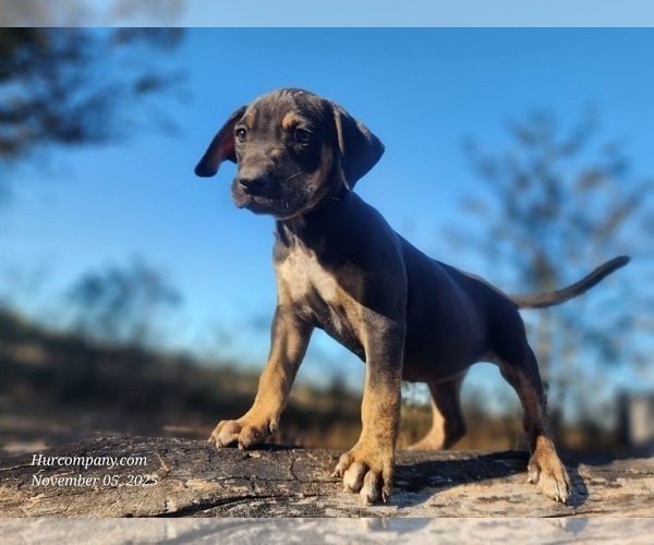 Medium Photo #5 Catahoula Leopard Dog Puppy For Sale in CUMBY, TX, USA