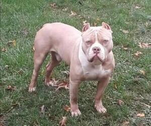 Father of the American Bully puppies born on 04/28/2025