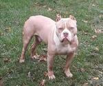 Small Photo #1 American Bully Puppy For Sale in HARRISBURG, PA, USA