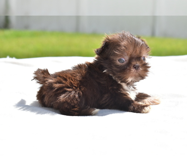 Medium Photo #5 Shih Tzu Puppy For Sale in PALM COAST, FL, USA