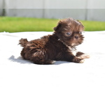 Small #4 Shih Tzu