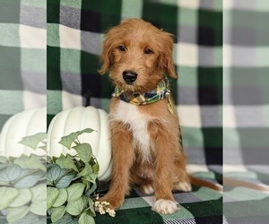 Goldendoodle-Mutt Mix Puppy for sale in KIRKWOOD, PA, USA