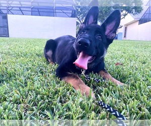 German Shepherd Dog Puppy for sale in MIAMI, FL, USA