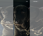 Small #6 Labrador Retriever