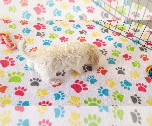 Medium Photo #12 Maltipoo (Toy) Puppy For Sale in ORO VALLEY, AZ, USA