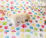 Small #11 Maltipoo (Toy)