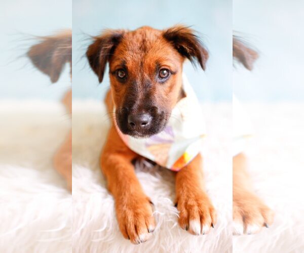Medium Photo #4 Mutt Puppy For Sale in Greenville, SC, USA