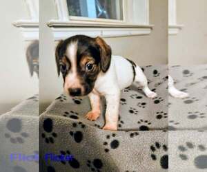 Rat Terrier Mix Dog for Adoption in Forest, Virginia USA