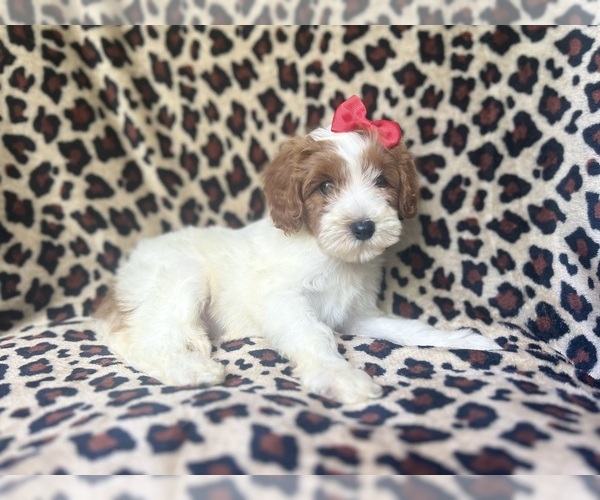 Medium Photo #4 Cavapoo Puppy For Sale in LAKELAND, FL, USA