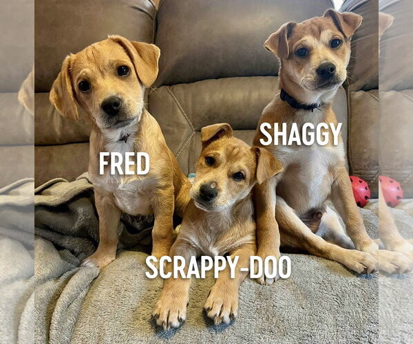 Medium Photo #12 Feist Terrier-Unknown Mix Puppy For Sale in Arlington, VA, USA