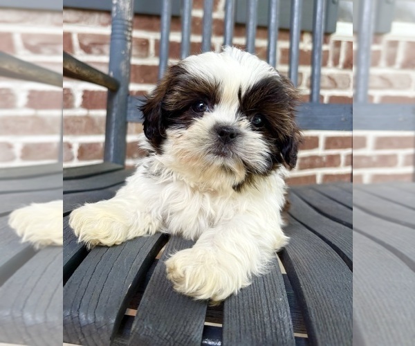 Medium Photo #5 Shih Tzu Puppy For Sale in INDIANAPOLIS, IN, USA
