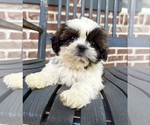 Small #4 Shih Tzu