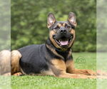 Small #4 French Bulldog Mix