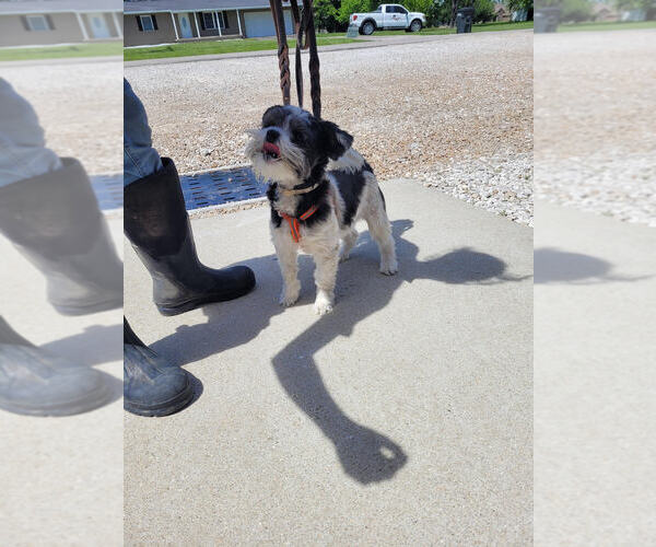 Medium Photo #1 Shih Tzu Puppy For Sale in Linton, IN, USA