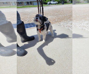 Shih Tzu Dogs for adoption in Linton, IN, USA