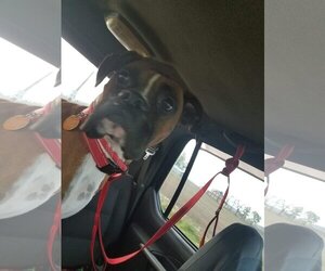 Tyson - ADOPTION PENDING!! - Male Boxer Dog for Adoption - Photo #16
