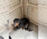 Small Photo #1 Dachshund Puppy For Sale in BLMGTN, IN, USA