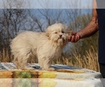 Small #23 ShihPoo