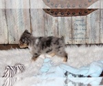 Small Photo #8 Aussie-Corgi-Miniature Australian Shepherd Mix Puppy For Sale in LIND, WA, USA