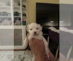 Small Photo #17 Maltipoo Puppy For Sale in ALEXANDRIA, VA, USA