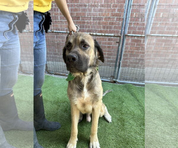 Medium Photo #2 Mastiff Puppy For Sale in Goodyear, AZ, USA
