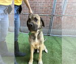 Small #1 Mastiff