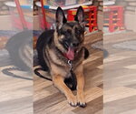 Small #2 German Shepherd Dog Mix
