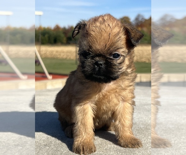 Medium Photo #3 Brussels Griffon Puppy For Sale in NILES, MI, USA
