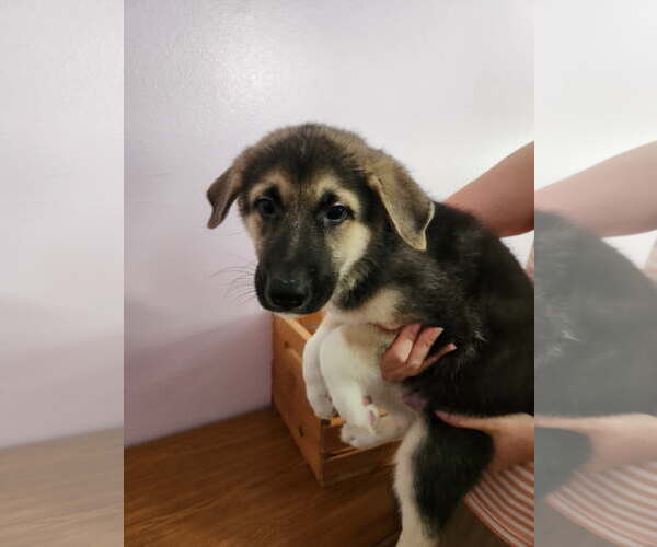 Medium Photo #1 Mutt Puppy For Sale in The Woodlands, TX, USA