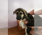 Small Mutt