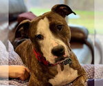Small #1 American Staffordshire Terrier