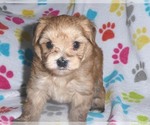 Small #9 Morkie