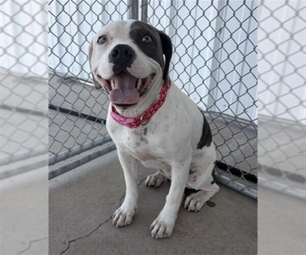 Medium Photo #1 Mutt Puppy For Sale in Bakersfield, CA, USA