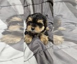 Small Photo #12 Yorkshire Terrier Puppy For Sale in HUNTSVILLE, AL, USA