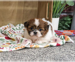 Small #1 Shih Tzu