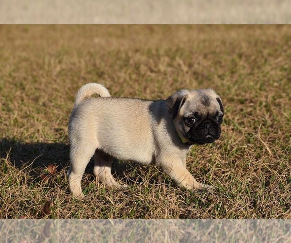 Medium Photo #6 Pug Puppy For Sale in PALM COAST, FL, USA