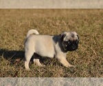 Small #5 Pug