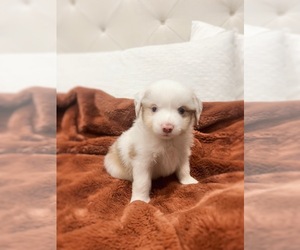 Miniature Australian Shepherd Puppy for sale in HOMESTEAD, FL, USA