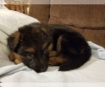 Small Photo #6 German Shepherd Dog Puppy For Sale in TORONTO, OH, USA