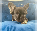 Small Photo #9 French Bulldog Puppy For Sale in SEALY, TX, USA