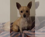 Small #2 Chihuahua