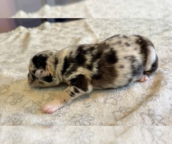 Medium Photo #2 Australian Shepherd Puppy For Sale in SALISBURY, NC, USA