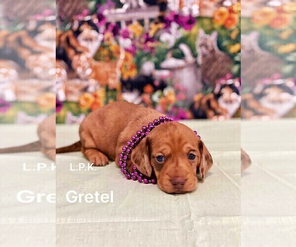 Medium Photo #1 Dachshund Puppy For Sale in WINNSBORO, LA, USA