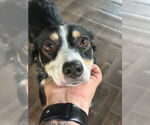 Small #2 Australian Shepherd Mix