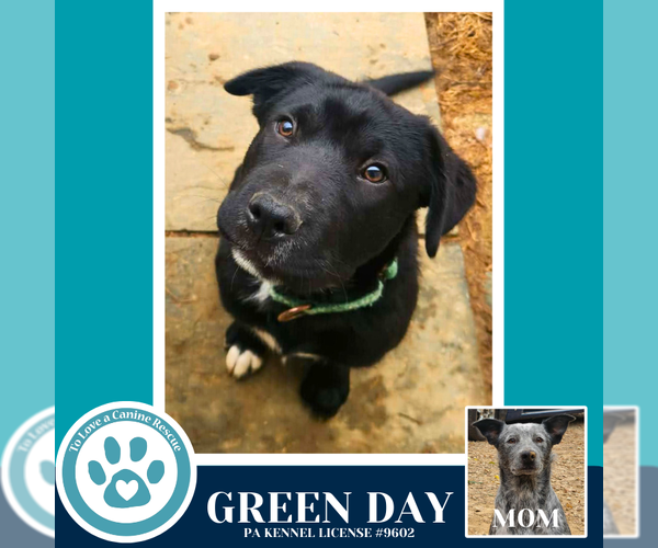 Medium Photo #14 Border Collie-Unknown Mix Puppy For Sale in Kimberton, PA, USA