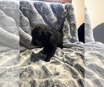 Small Photo #10 Labradoodle Puppy For Sale in KIRKSVILLE, MO, USA