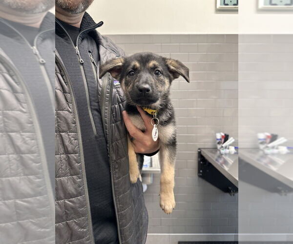 Medium Photo #2 German Shepherd Dog Puppy For Sale in West Sacramento, CA, USA