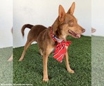 Small #2 Australian Kelpie-Chihuahua Mix