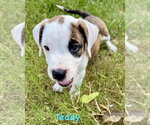 Small #2 Boxer